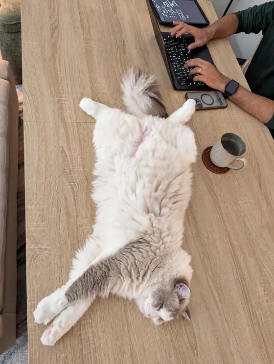 A Ragdoll stretched across the desk beside a keyboard and a mug while someone works.