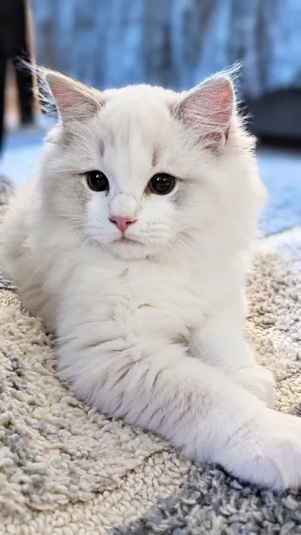 A fluffy white kitten sitting on a cream rug with paws crossed.