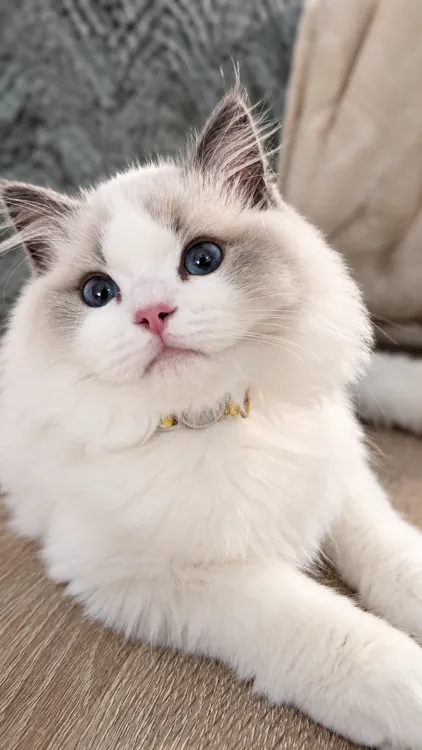 A curious Ragdoll kitten with bright blue eyes resting on a wooden table.