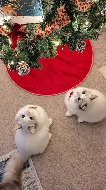 Both Ragdoll kittens looking up at the lights of their Christmas tree.