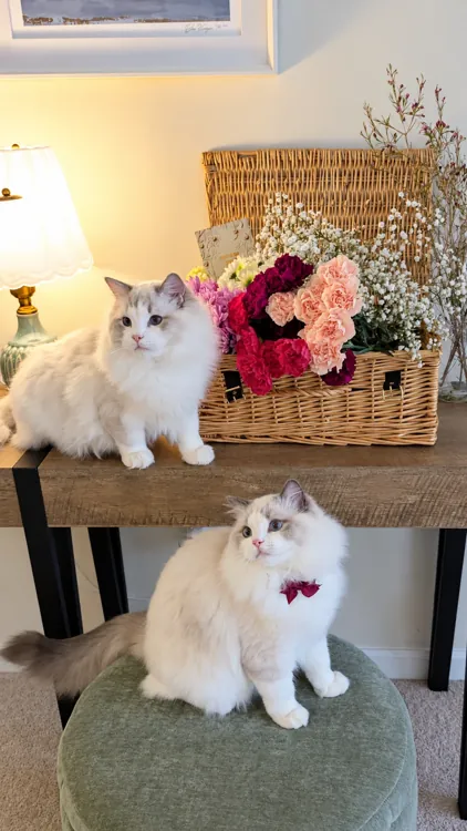 Lux and Leo as kittens beside a wicker basket filled with flowers.