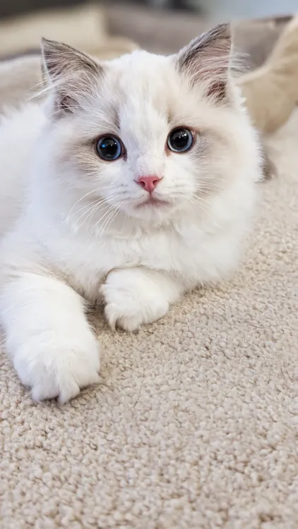 A tiny Ragdoll kitten lying on a soft cream rug and looking at the camera.