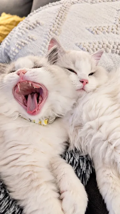 Two little kittens cuddling together, one in the middle of a big yawn.
