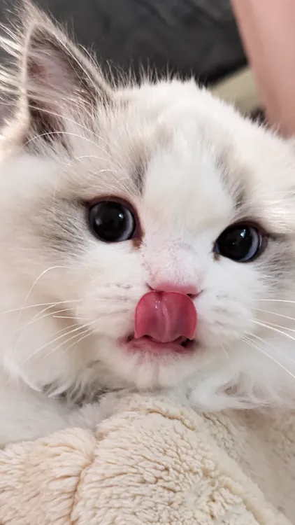 A close-up of a Ragdoll kitten licking its pink nose.