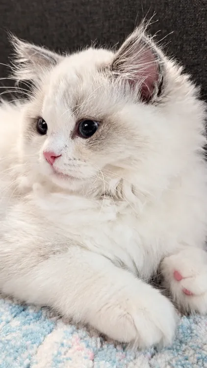 A tiny Ragdoll kitten with soft white paws on a pastel blanket.