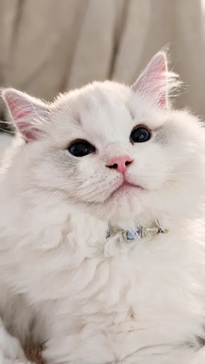 A close-up of a fluffy white kitten with a blue collar and pink nose.