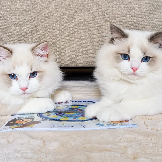 The two Ragdoll kittens resting side by side over an open picture book.