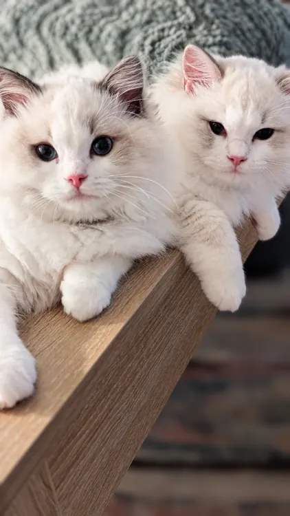 Both kittens resting together on the edge of a wooden table.