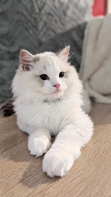 A little white Ragdoll kitten sitting upright on a wooden table.