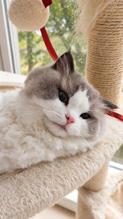 Leo resting his fluffy face on the soft edge of the cat tree.
