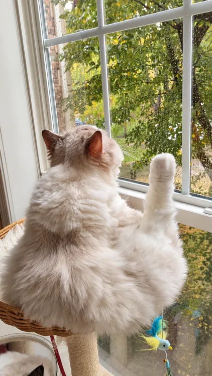 A fluffy Ragdoll watching the trees through a rain-speckled window, with one paw raised.