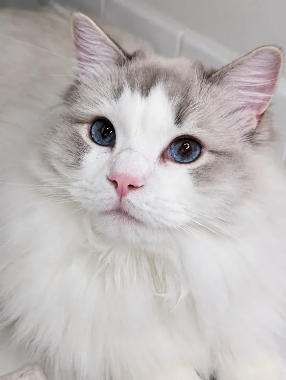 A close portrait of a white and grey Ragdoll with blue eyes and a pink nose.