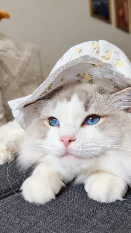 A blue-eyed Ragdoll resting under a little yellow floral bonnet.