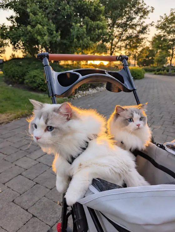 Both cats in their stroller, their white fur lit by the evening sun.