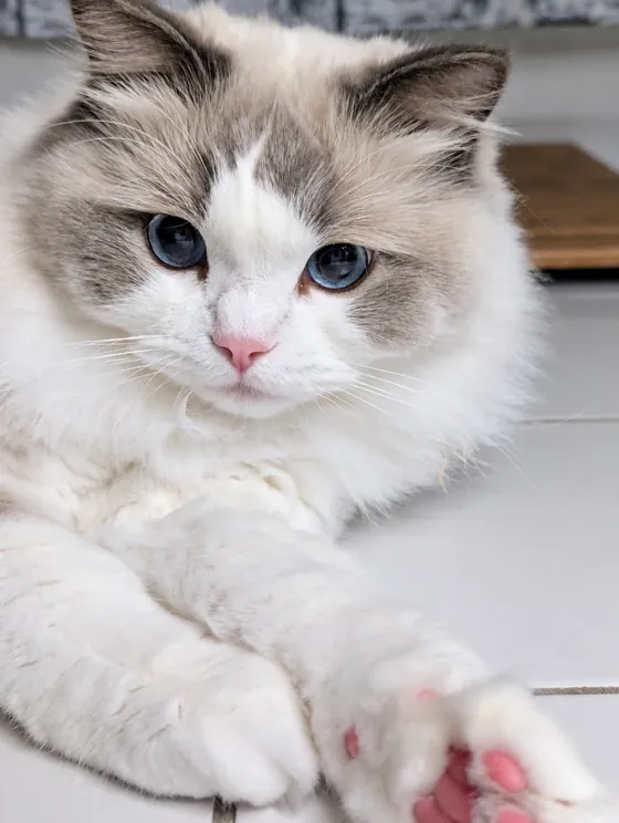 A Ragdoll resting with white paws and tiny pink toes stretched forward.