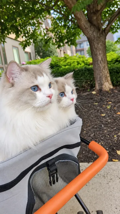 Lux and Leo sitting together in a stroller beneath leafy summer trees.