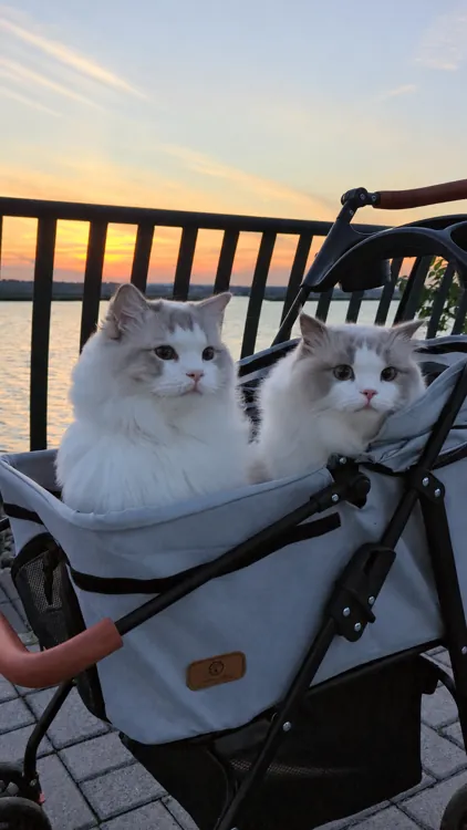 Lux and Leo in their stroller beside the water at sunset.