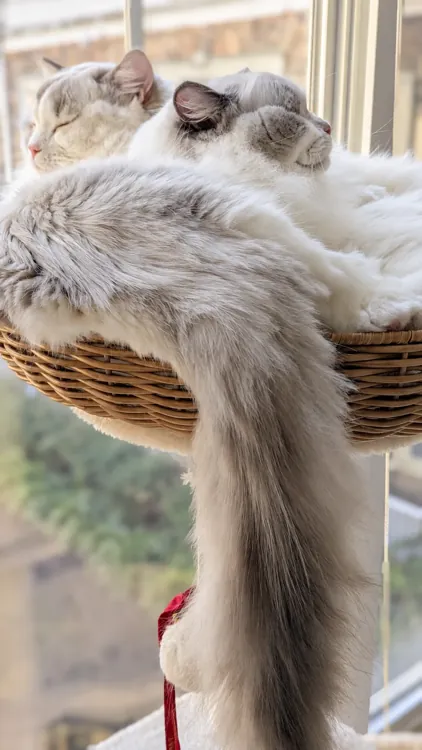 Lux and Leo nestled together asleep in a sunlit wicker perch.