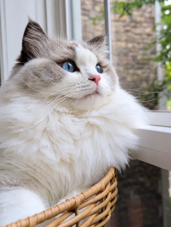A Ragdoll gazing out from a wicker perch beside the window.