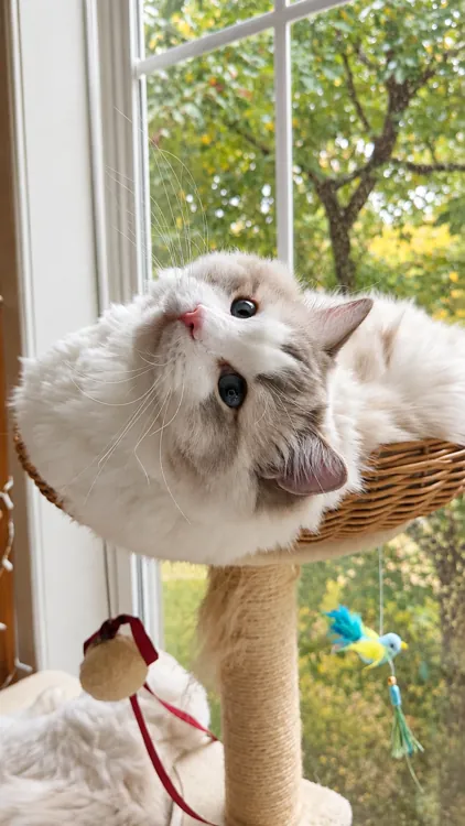 A Ragdoll cat looking upside down over the edge of a wicker cat perch.