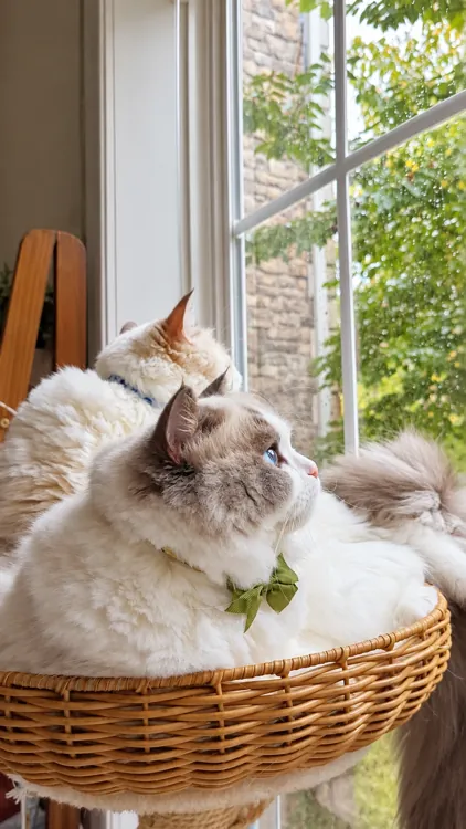 Lux and Leo sharing a wicker perch by the window, with a green bow on the cat in front.